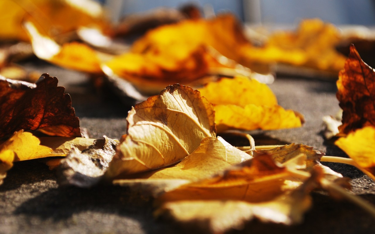 leaves-block-drains